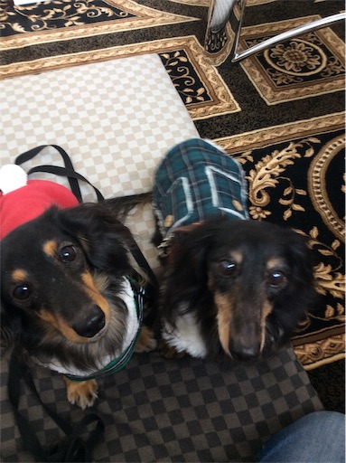 f:id:dogpalette40:20181223182205j:image