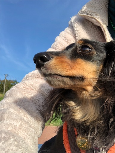 f:id:dogpalette40:20181231232800j:image f:id:dogpalette40:20181231232800j:image