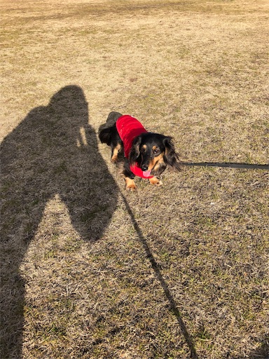 f:id:dogpalette40:20190111135316j:image f:id:dogpalette40:20190111135316j:image