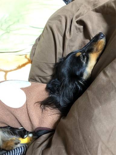 f:id:dogpalette40:20190111135343j:image f:id:dogpalette40:20190111135343j:image