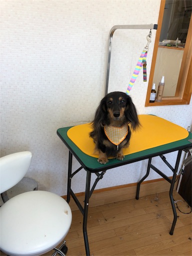 f:id:dogpalette40:20190131191806j:image f:id:dogpalette40:20190131191806j:image