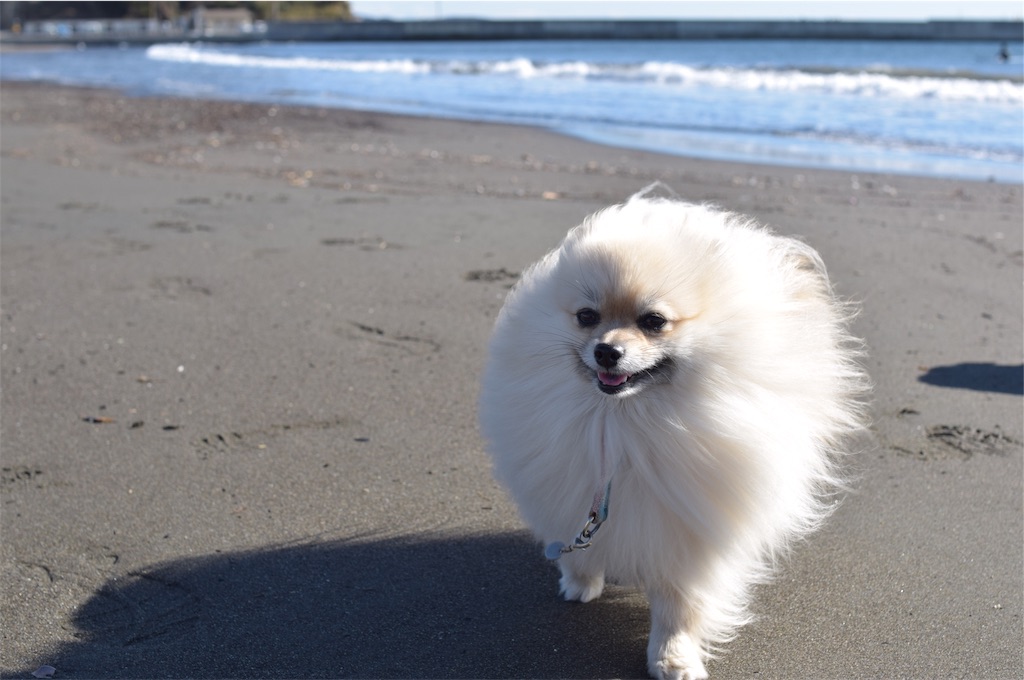 f:id:dogphoto:20170212230231j:image f:id:dogphoto:20170212230231j:image