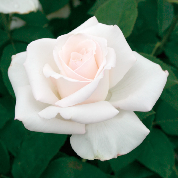f:id:dogrush1980:20180529105412j:plain