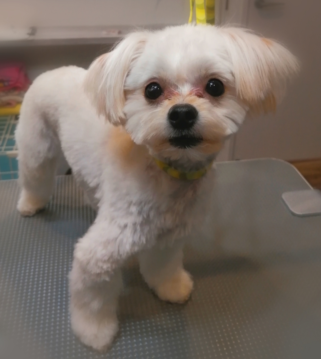 f:id:dogsalon-oluolu:20200213105723j:plain