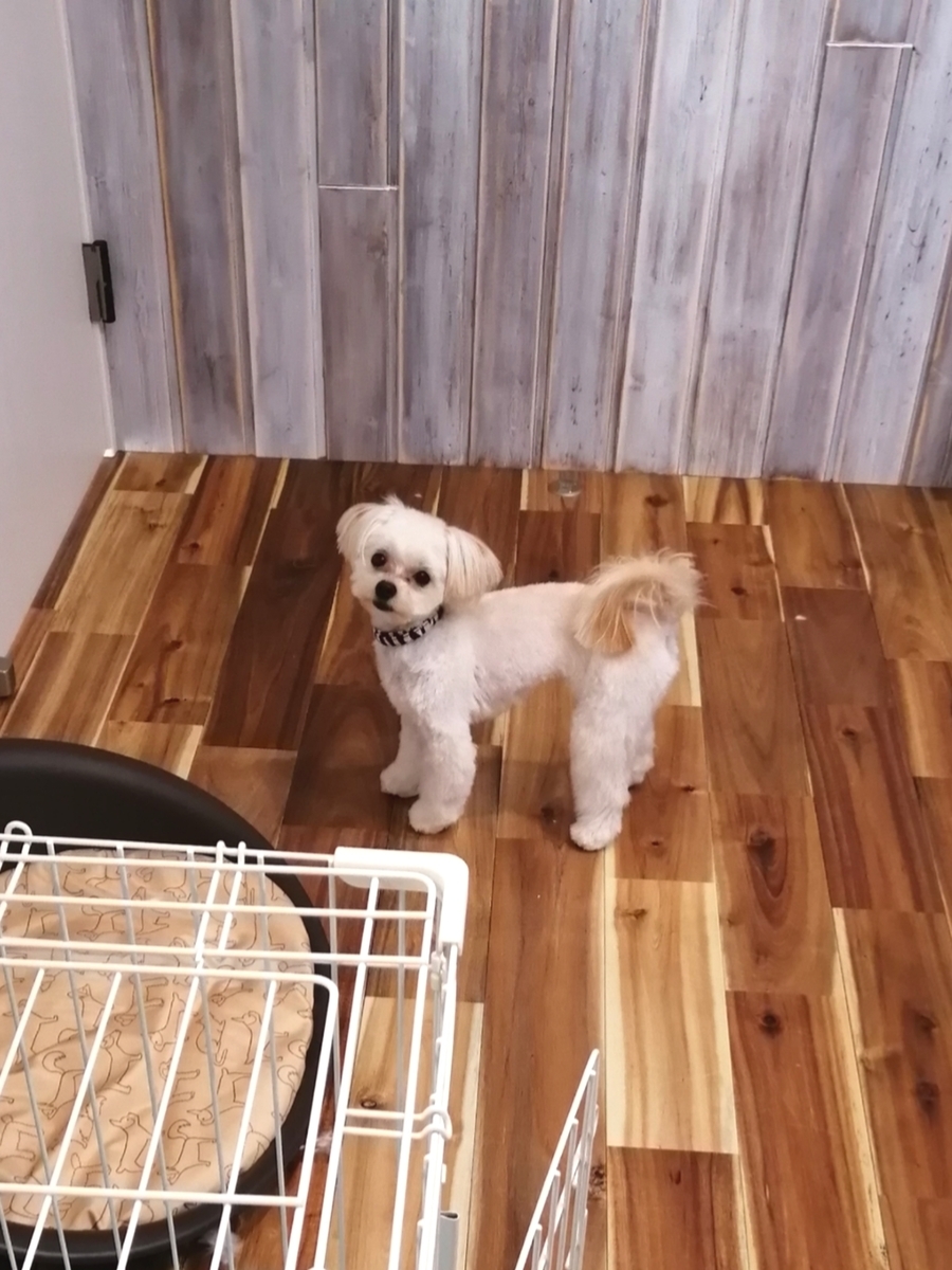 f:id:dogsalon-oluolu:20200213111535j:plain