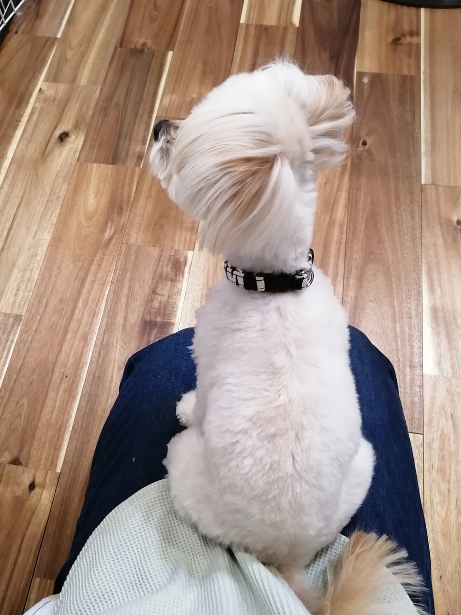 f:id:dogsalon-oluolu:20200213111705j:plain