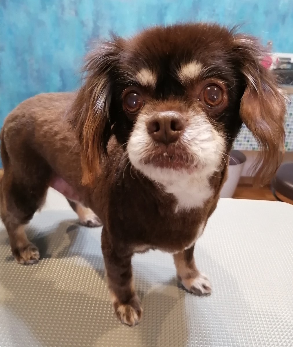 f:id:dogsalon-oluolu:20200229150630j:plain