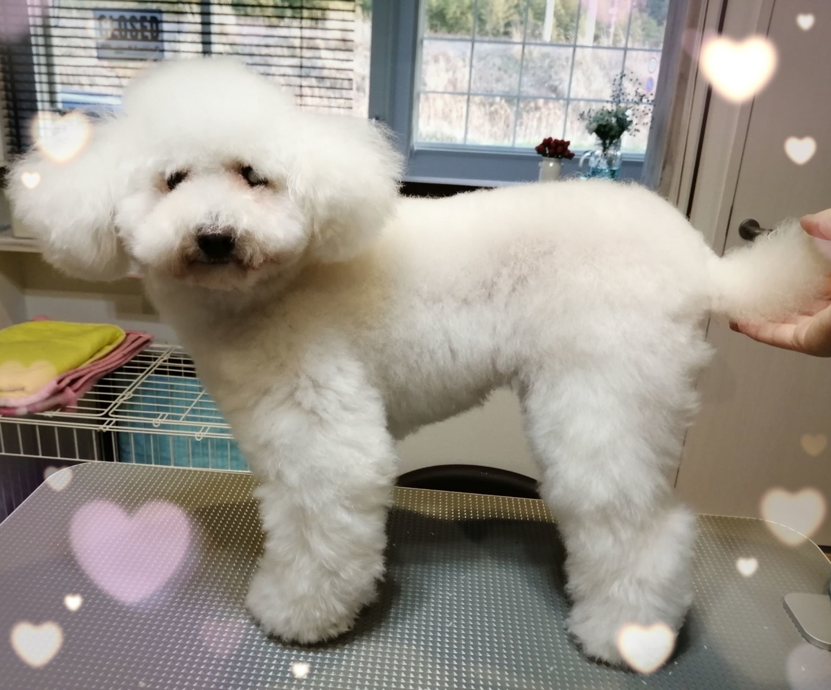 f:id:dogsalon-oluolu:20200303111555j:plain