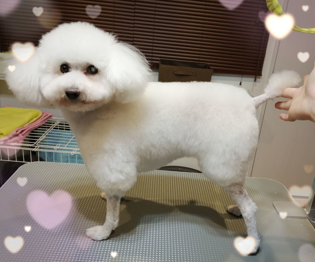 f:id:dogsalon-oluolu:20200303113425j:plain