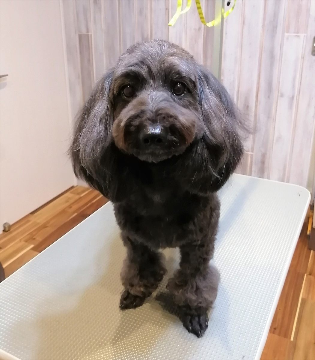 Mixちゃんのカット 掛川のトリミングサロン Dog Salon Oluoluブログ