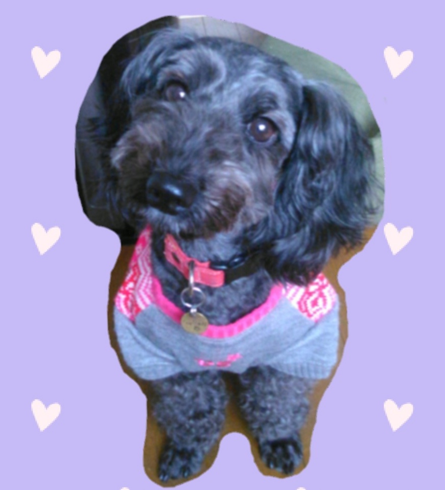 f:id:dogsalon-oluolu:20200308144554j:plain f:id:dogsalon-oluolu:20200308144554j:plain