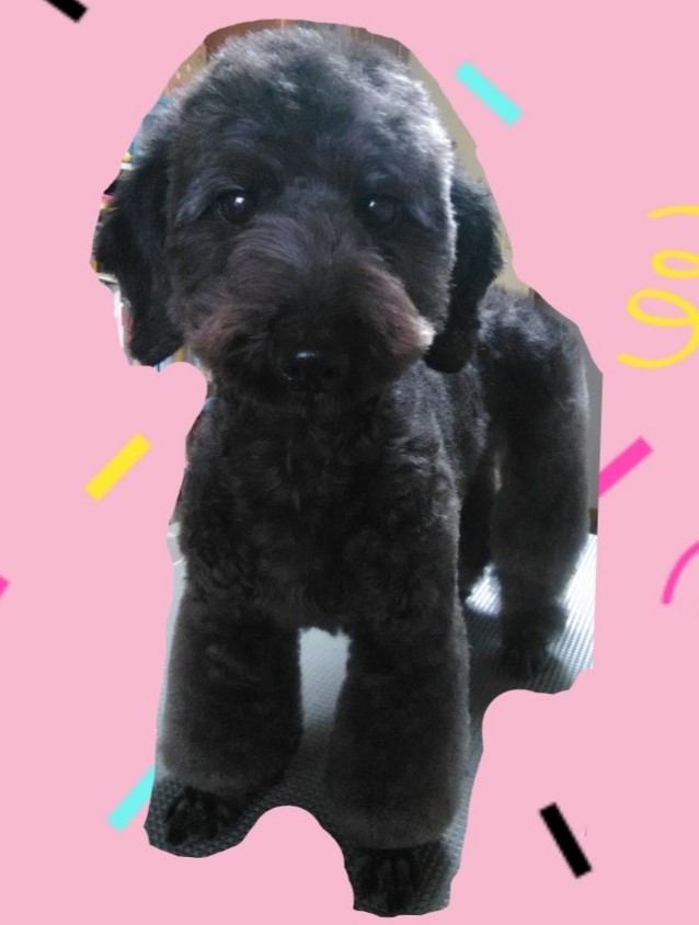 f:id:dogsalon-oluolu:20200308145101j:plain f:id:dogsalon-oluolu:20200308145101j:plain