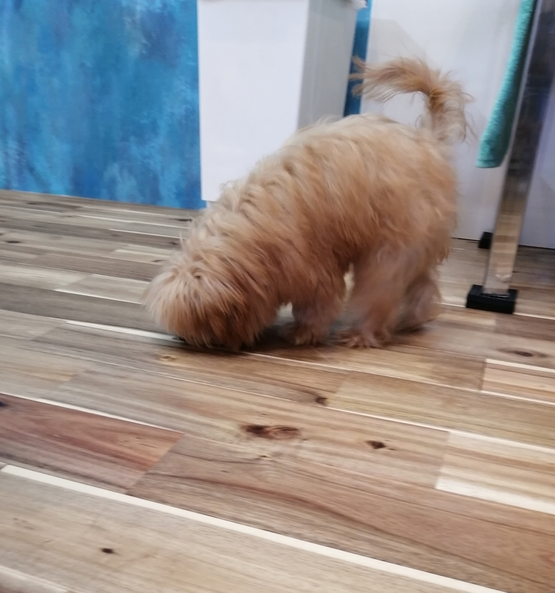 f:id:dogsalon-oluolu:20200316132112j:plain f:id:dogsalon-oluolu:20200316132112j:plain