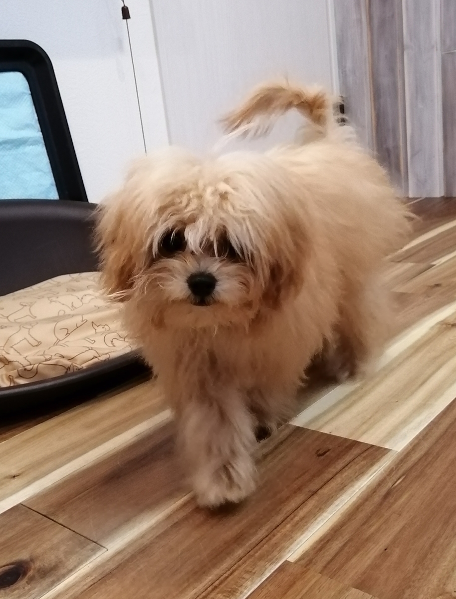 f:id:dogsalon-oluolu:20200316132151j:plain f:id:dogsalon-oluolu:20200316132151j:plain