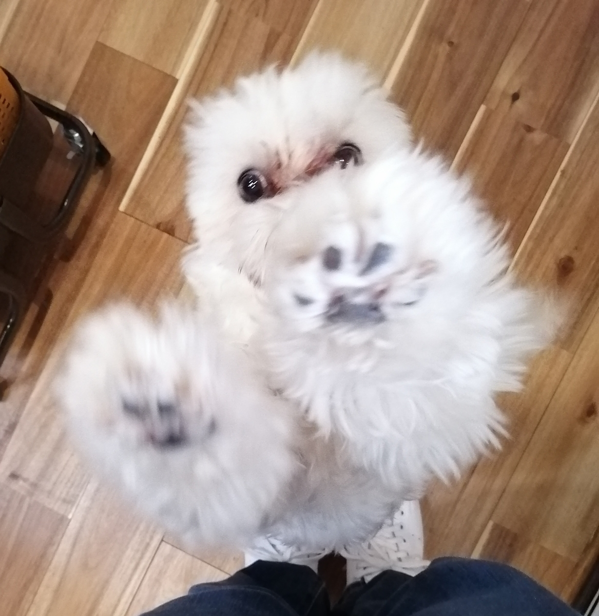 f:id:dogsalon-oluolu:20200412230106j:plain f:id:dogsalon-oluolu:20200412230106j:plain