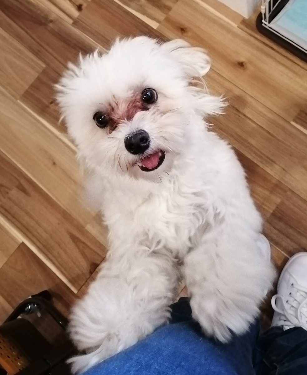 f:id:dogsalon-oluolu:20200412230125j:plain f:id:dogsalon-oluolu:20200412230125j:plain