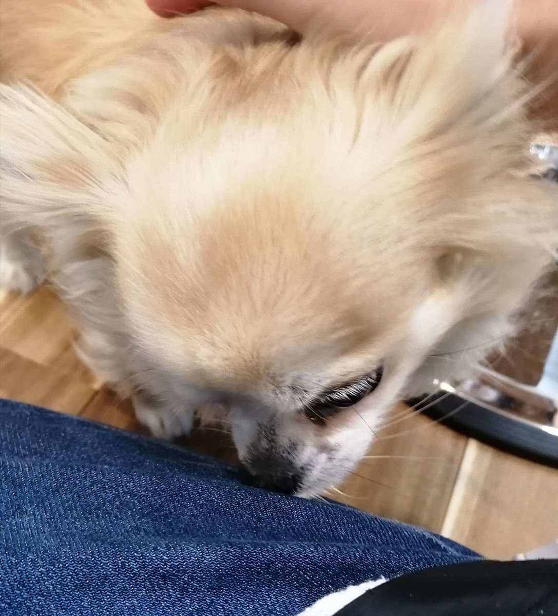 f:id:dogsalon-oluolu:20200413232641j:plain f:id:dogsalon-oluolu:20200413232641j:plain