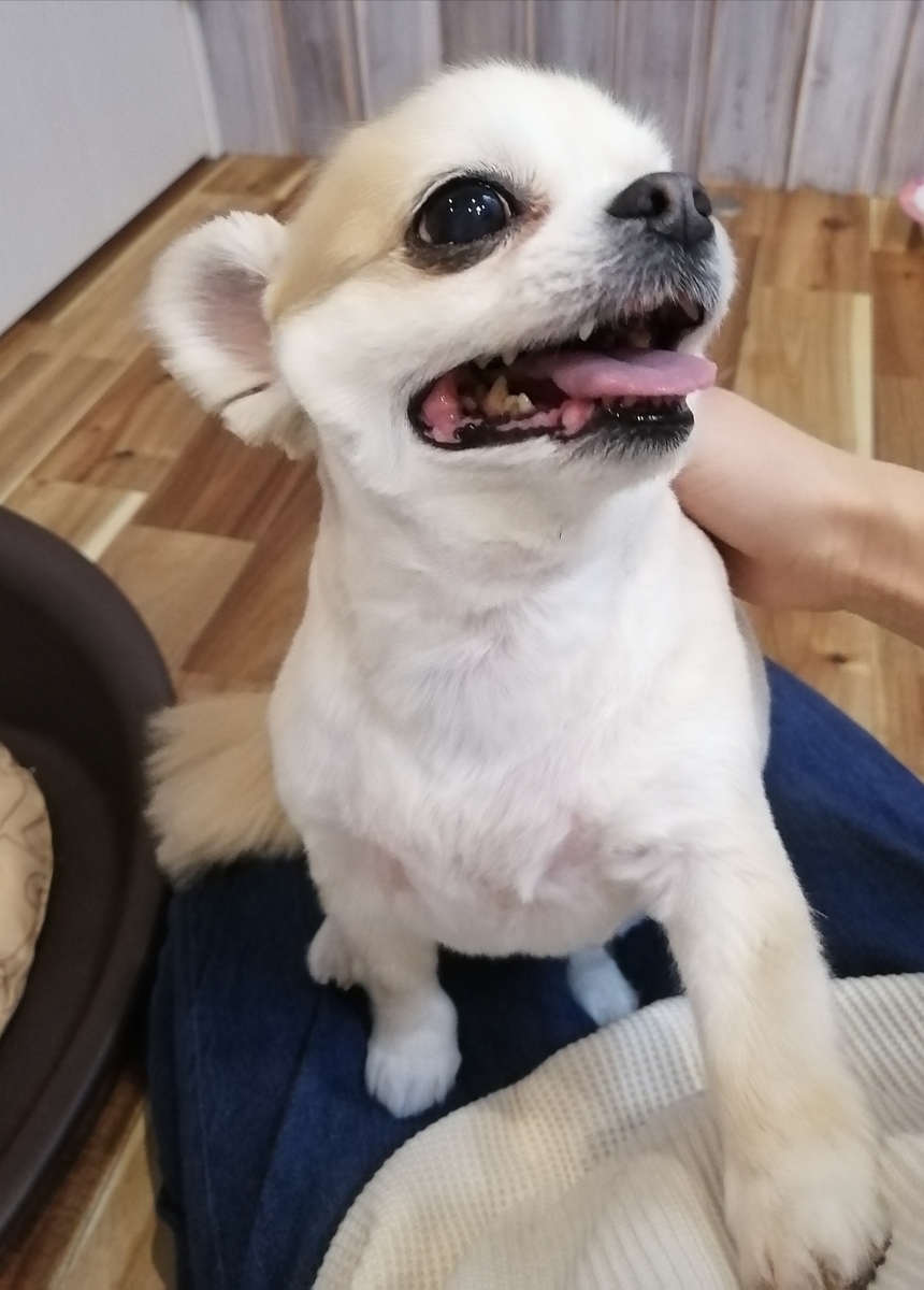 f:id:dogsalon-oluolu:20200413233248j:plain f:id:dogsalon-oluolu:20200413233248j:plain