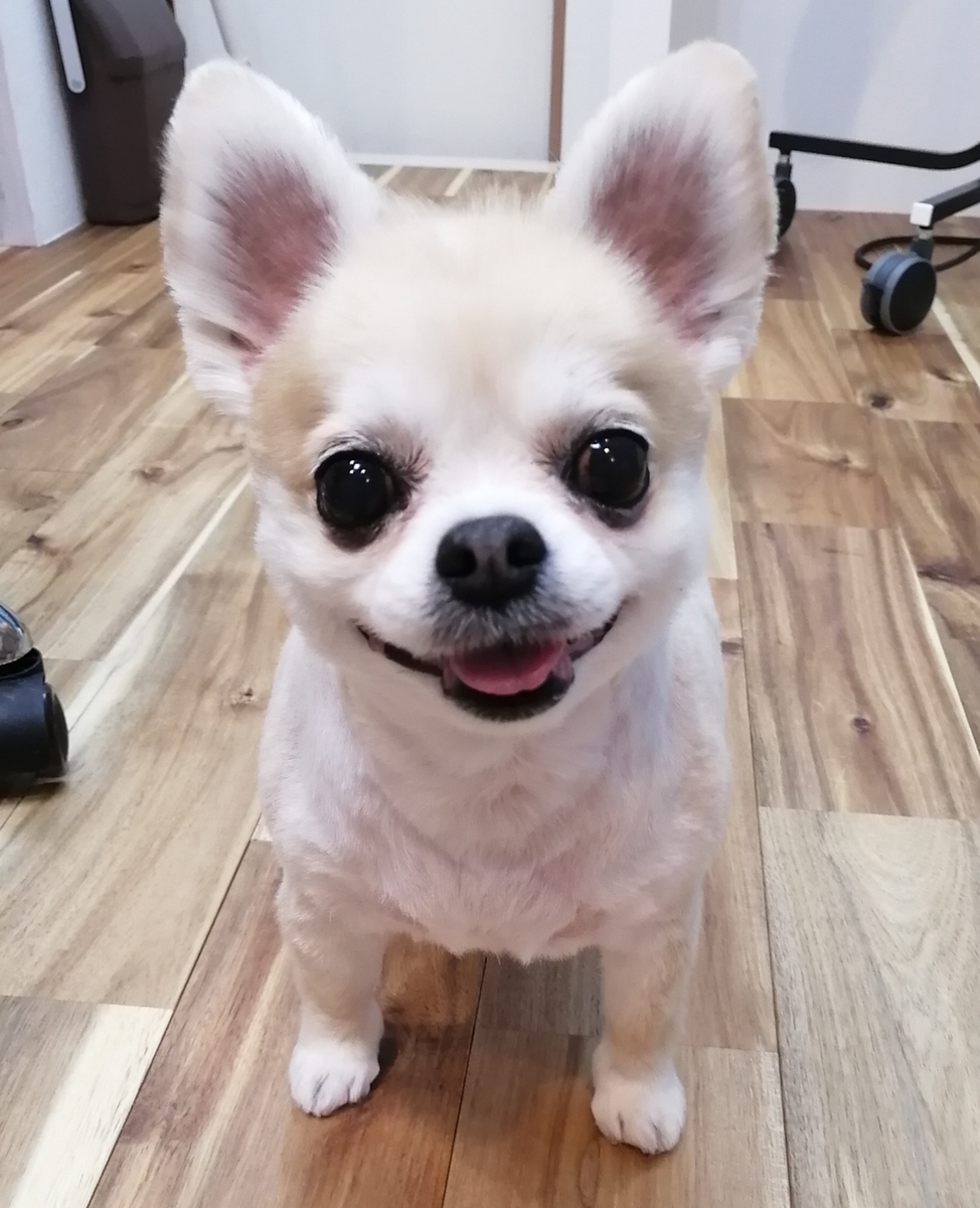 f:id:dogsalon-oluolu:20200413233304j:plain f:id:dogsalon-oluolu:20200413233304j:plain