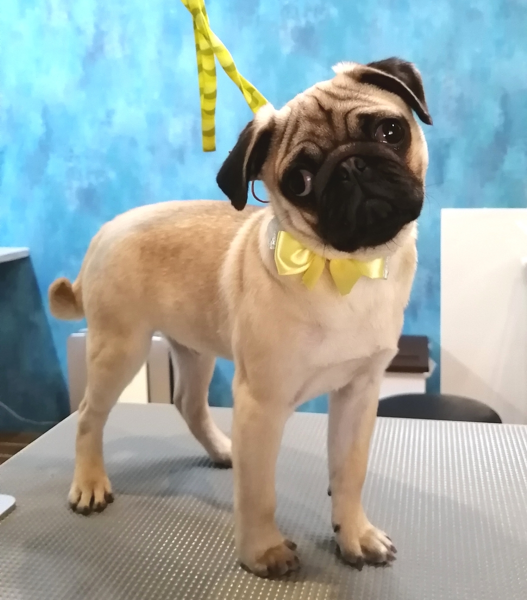 f:id:dogsalon-oluolu:20200419224326j:plain f:id:dogsalon-oluolu:20200419224326j:plain