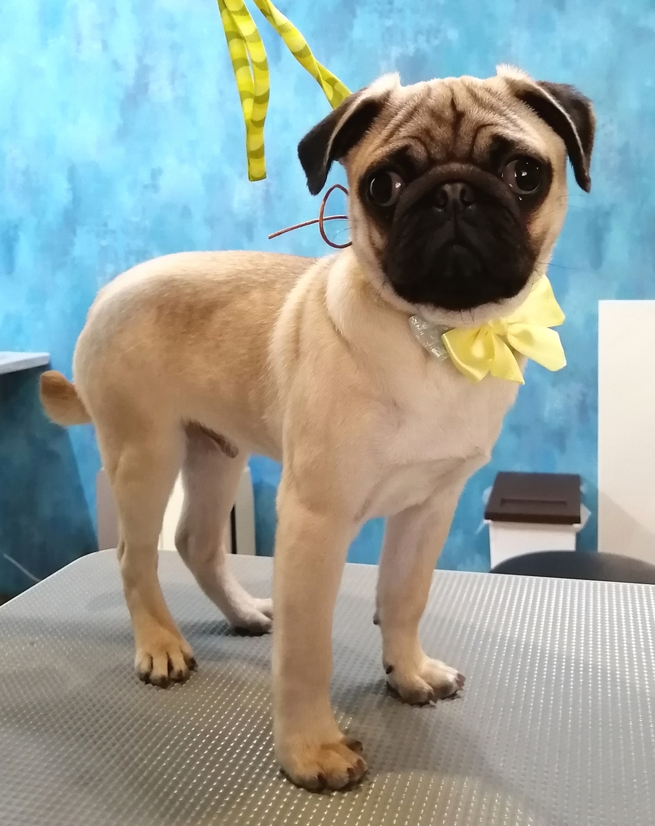 f:id:dogsalon-oluolu:20200419224340j:plain f:id:dogsalon-oluolu:20200419224340j:plain
