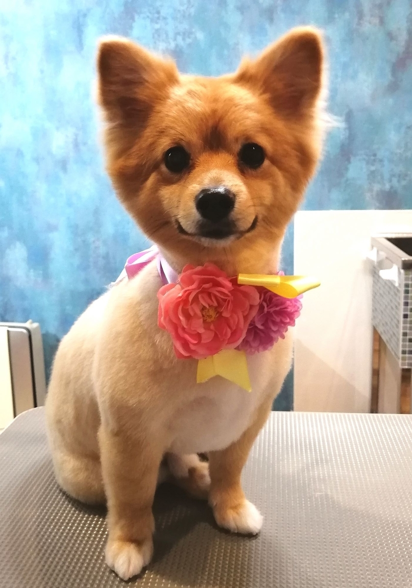f:id:dogsalon-oluolu:20200421173756j:plain f:id:dogsalon-oluolu:20200421173756j:plain