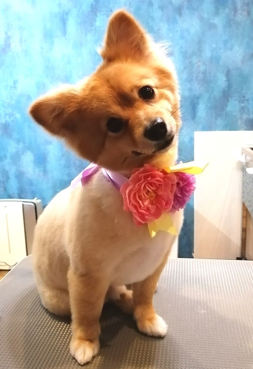 f:id:dogsalon-oluolu:20200421173817j:plain f:id:dogsalon-oluolu:20200421173817j:plain