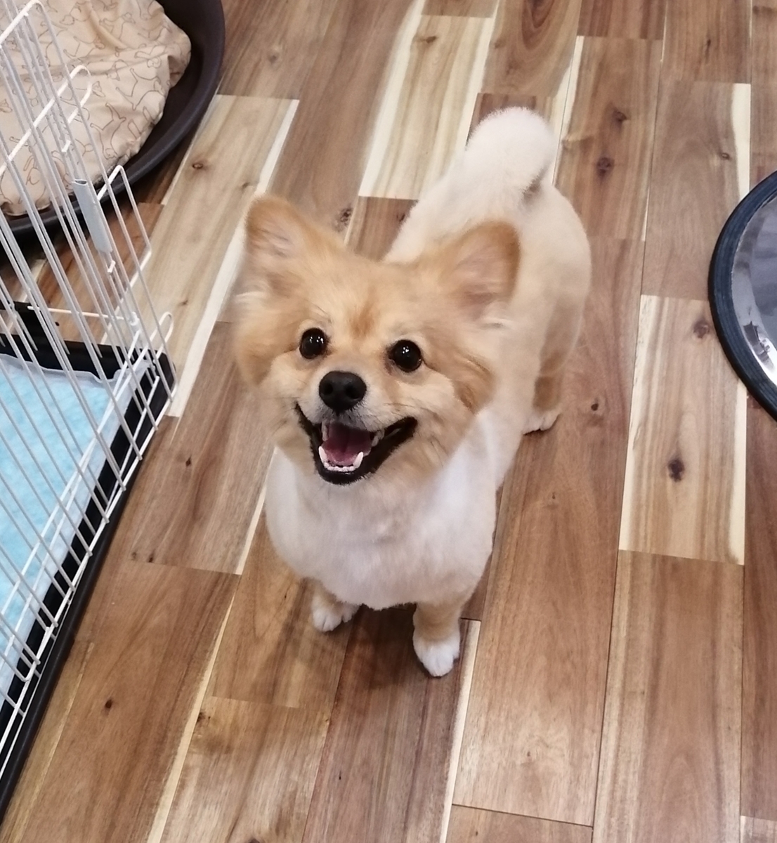f:id:dogsalon-oluolu:20200421173843j:plain f:id:dogsalon-oluolu:20200421173843j:plain