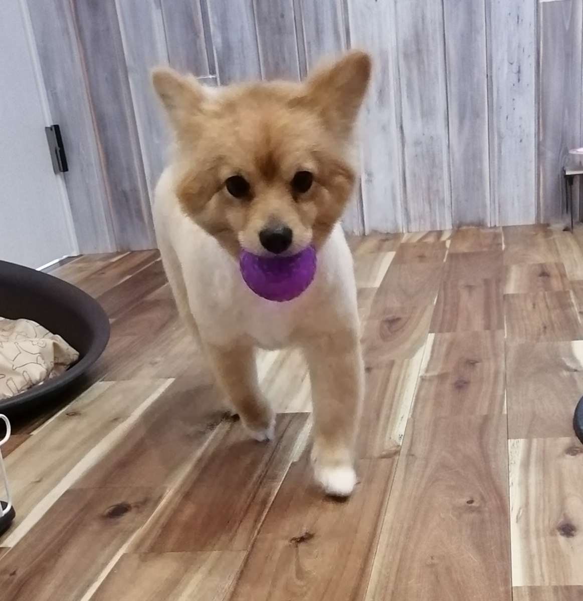 f:id:dogsalon-oluolu:20200421173854j:plain f:id:dogsalon-oluolu:20200421173854j:plain