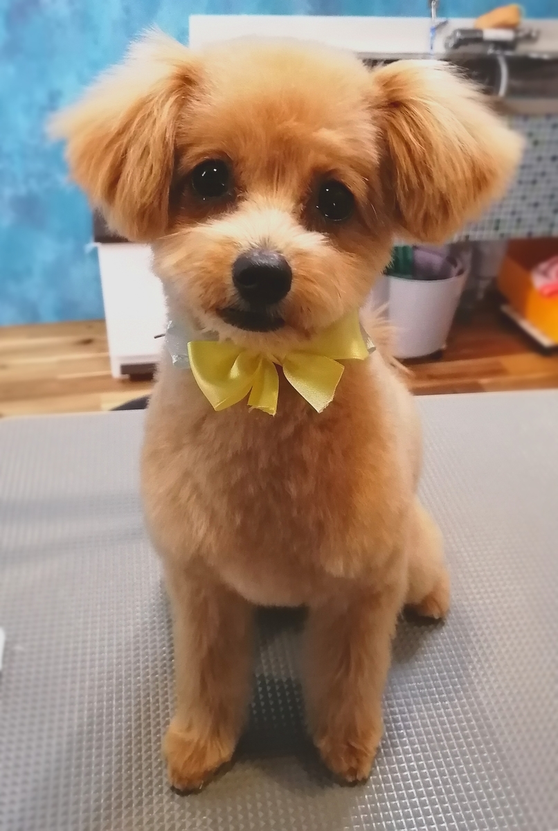 f:id:dogsalon-oluolu:20200423231812j:plain