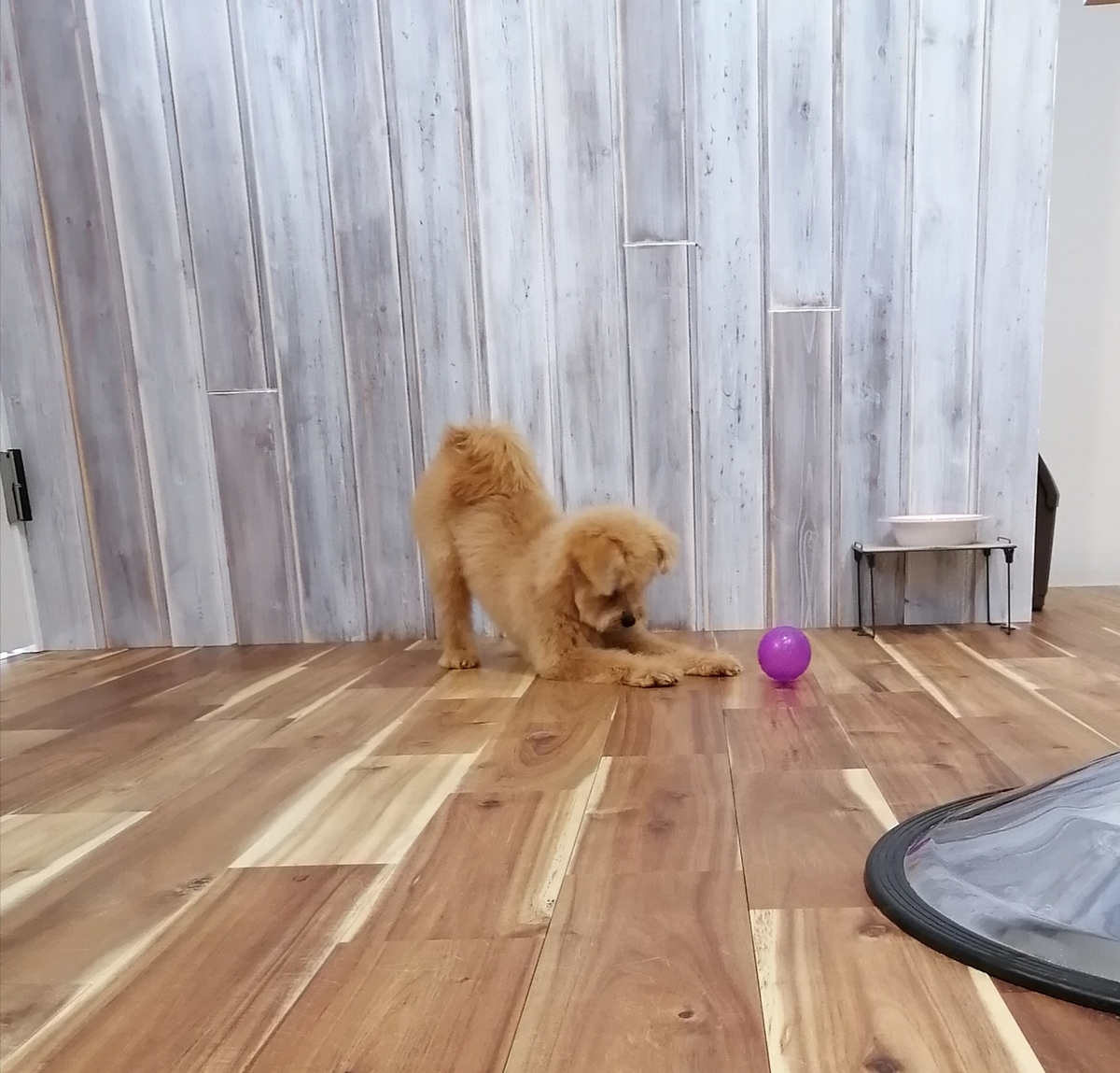 f:id:dogsalon-oluolu:20200423232004j:plain