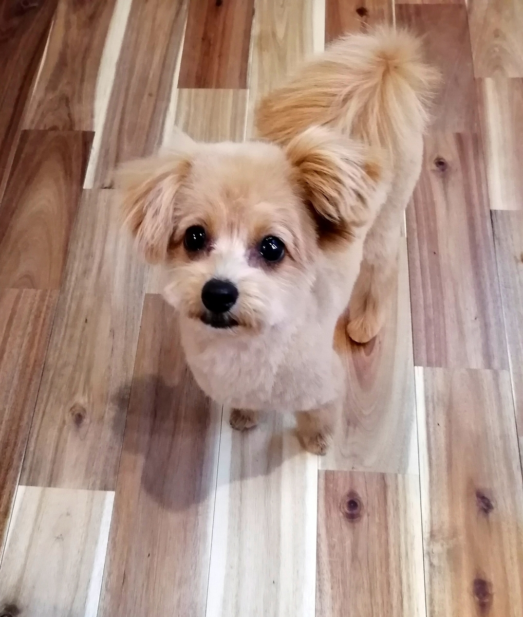 f:id:dogsalon-oluolu:20200423232258j:plain