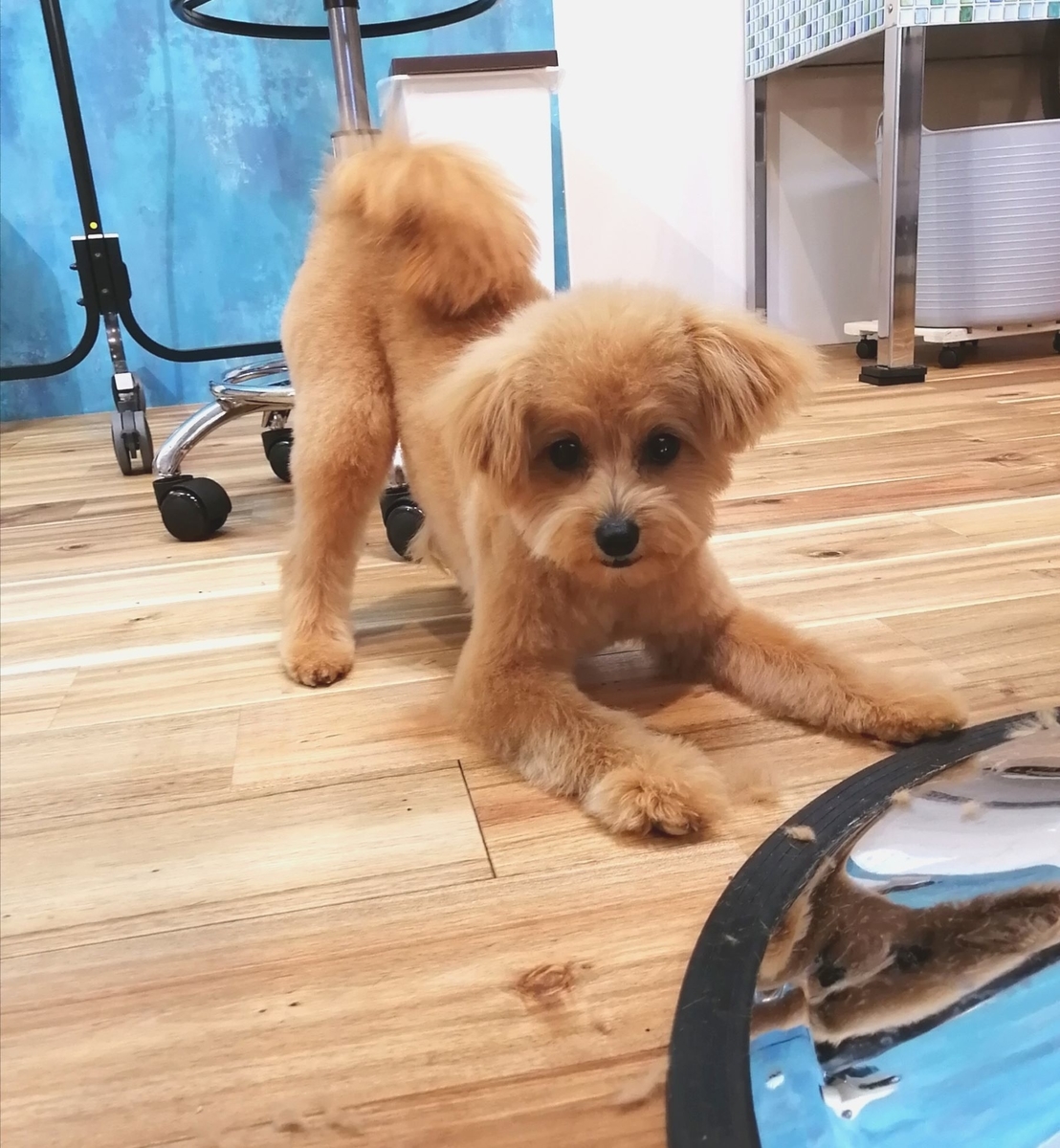 f:id:dogsalon-oluolu:20200423232835j:plain