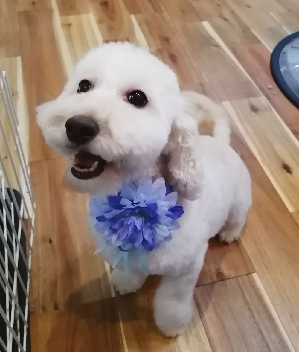 f:id:dogsalon-oluolu:20200601164456j:plain