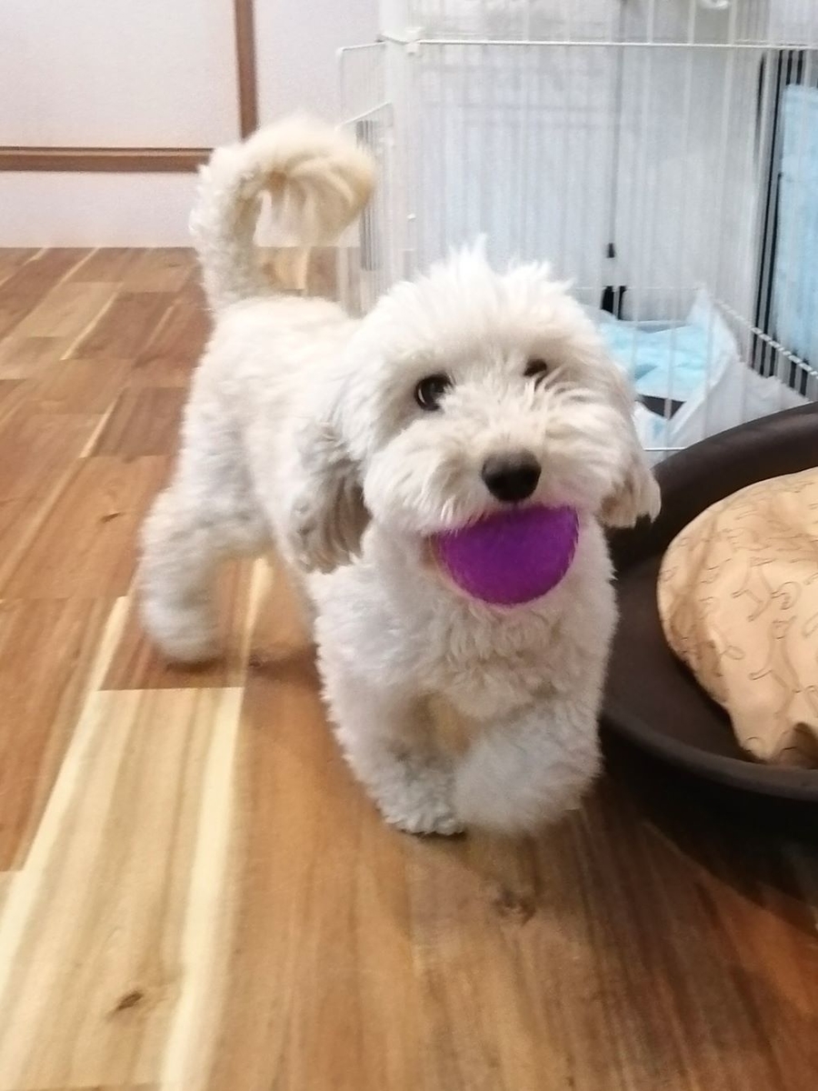 f:id:dogsalon-oluolu:20200601164502j:plain