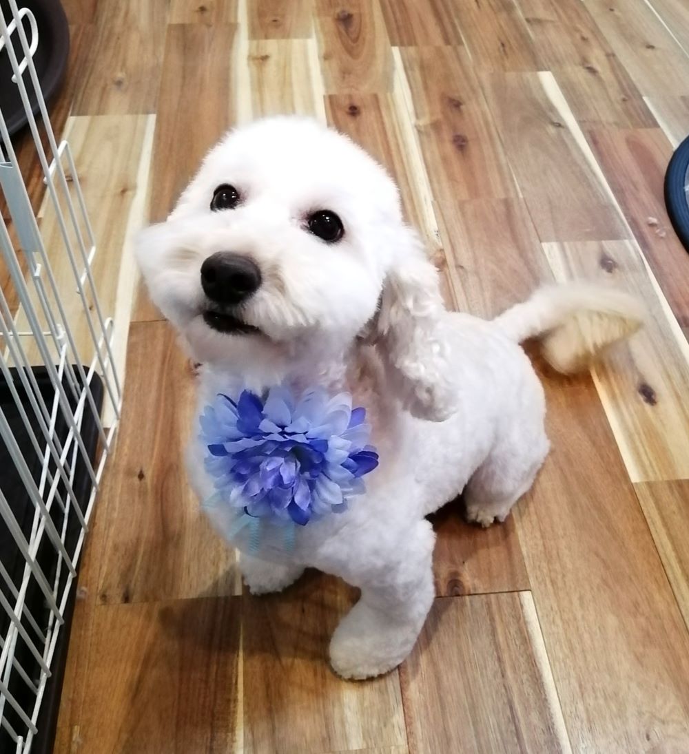 f:id:dogsalon-oluolu:20200601164512j:plain