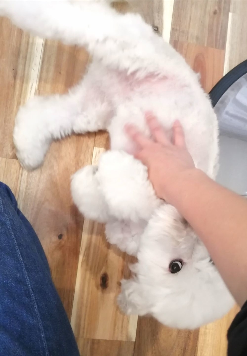 f:id:dogsalon-oluolu:20200601164522j:plain