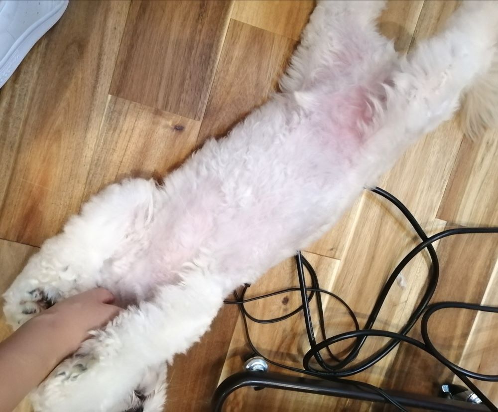 f:id:dogsalon-oluolu:20200601164533j:plain