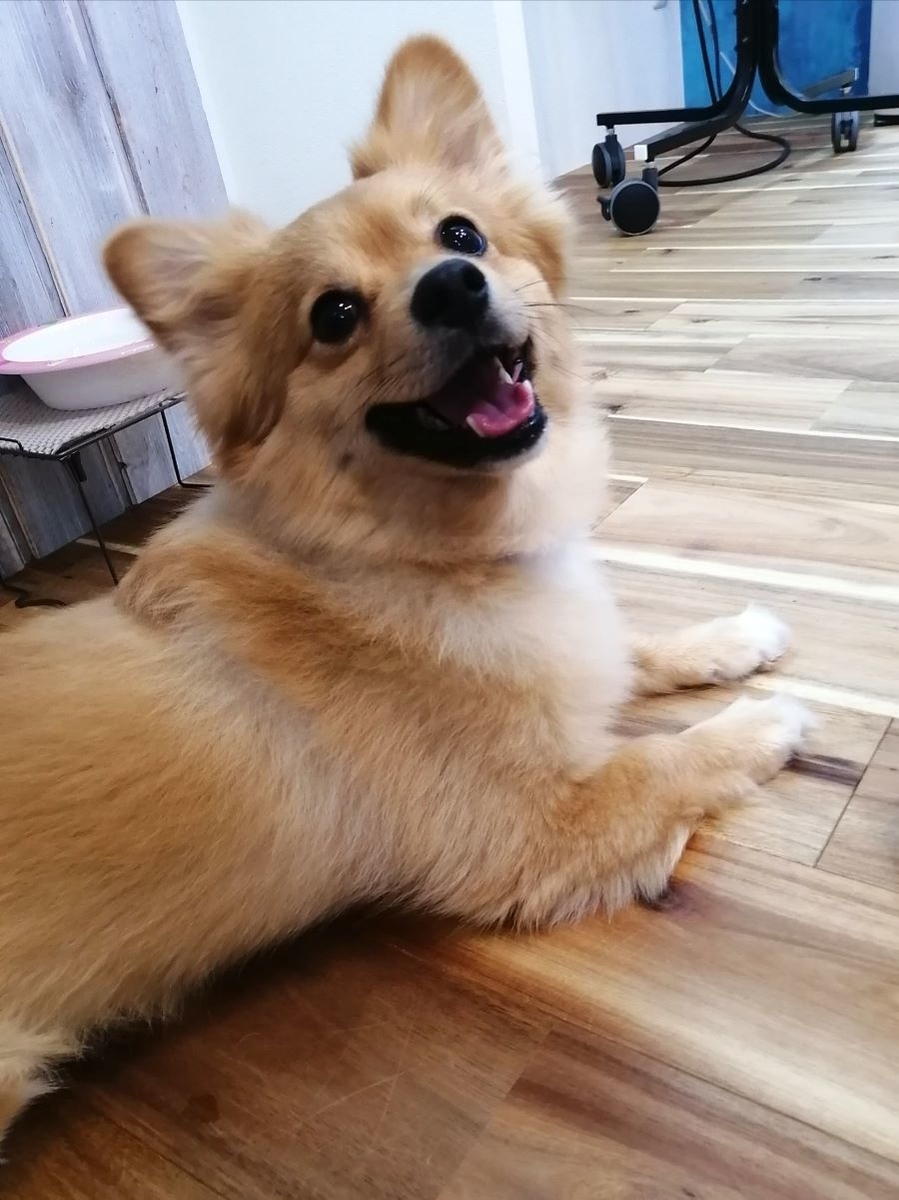 f:id:dogsalon-oluolu:20200606195357j:plain f:id:dogsalon-oluolu:20200606195357j:plain