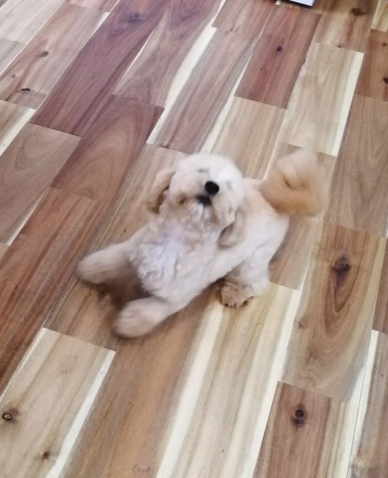 f:id:dogsalon-oluolu:20200612164550j:plain f:id:dogsalon-oluolu:20200612164550j:plain