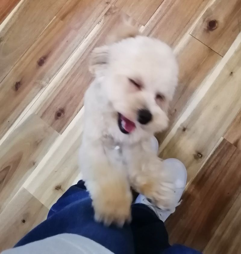 f:id:dogsalon-oluolu:20200612164559j:plain f:id:dogsalon-oluolu:20200612164559j:plain