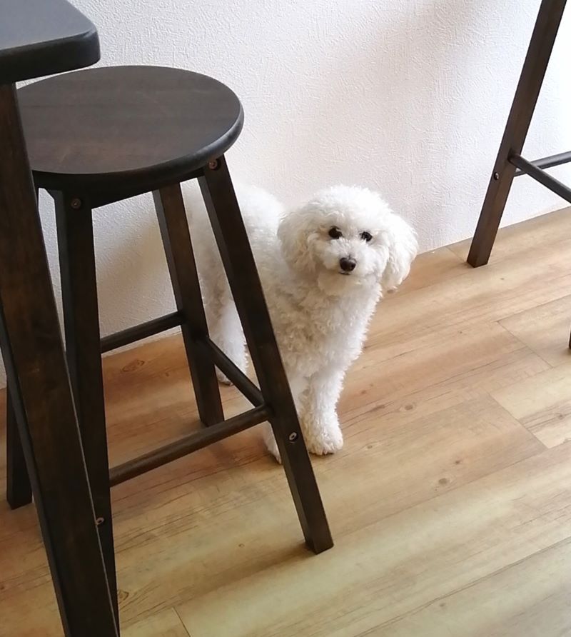 f:id:dogsalon-oluolu:20200613180620j:plain