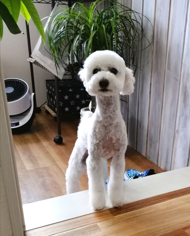 f:id:dogsalon-oluolu:20200613180632j:plain