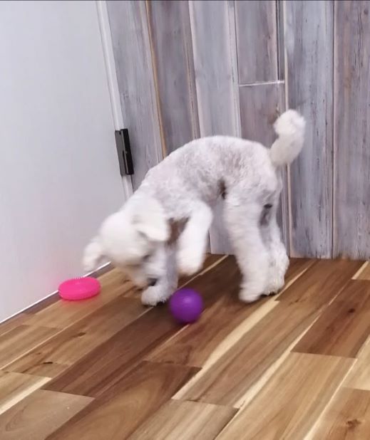 f:id:dogsalon-oluolu:20200613180644j:plain f:id:dogsalon-oluolu:20200613180644j:plain