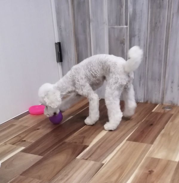 f:id:dogsalon-oluolu:20200613180655j:plain f:id:dogsalon-oluolu:20200613180655j:plain