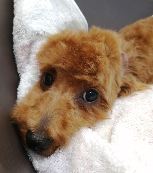 f:id:dogsalon-oluolu:20200615182941j:plain f:id:dogsalon-oluolu:20200615182941j:plain
