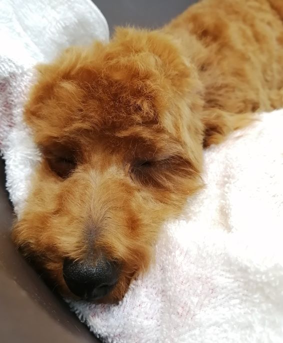 f:id:dogsalon-oluolu:20200615182948j:plain f:id:dogsalon-oluolu:20200615182948j:plain
