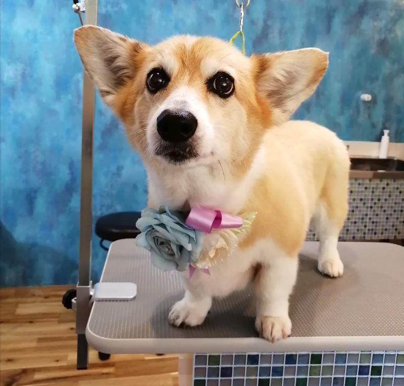 f:id:dogsalon-oluolu:20200615190229j:plain
