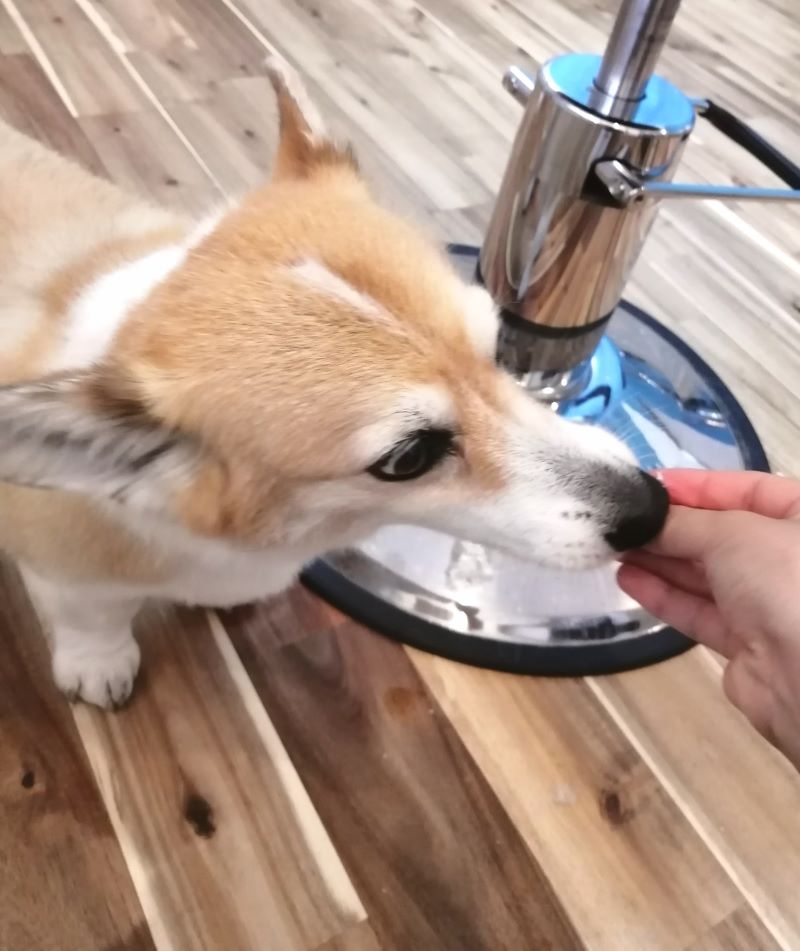 f:id:dogsalon-oluolu:20200615190244j:plain
