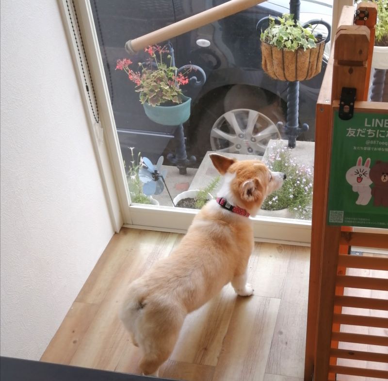 f:id:dogsalon-oluolu:20200615190254j:plain f:id:dogsalon-oluolu:20200615190254j:plain